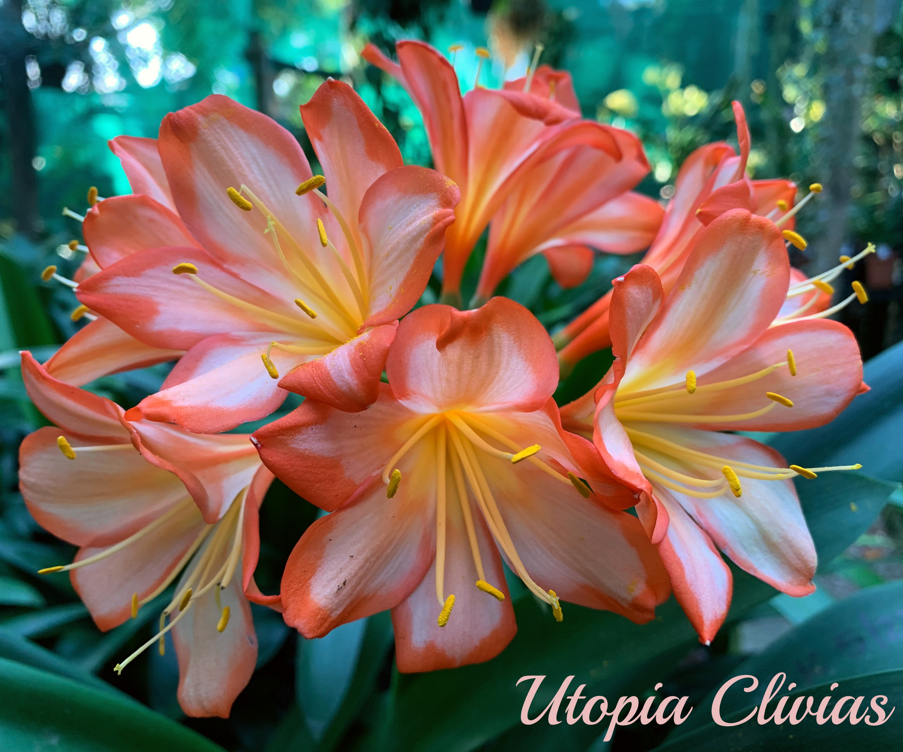 Utopia Clivias